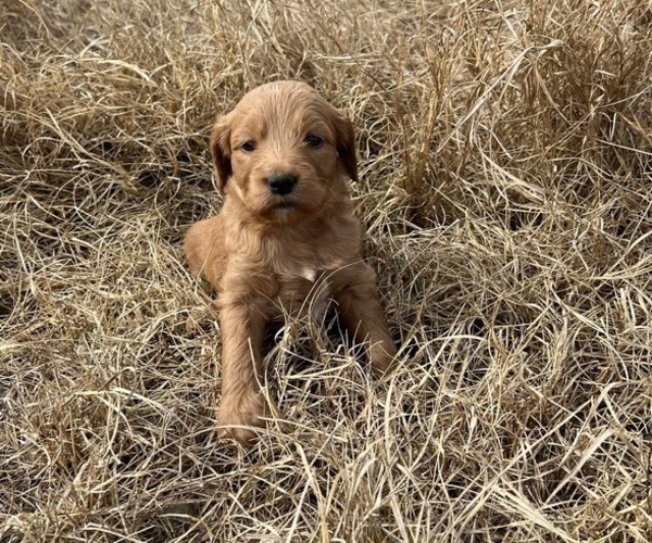 Medium Photo #6 Goldendoodle Puppy For Sale in CEDAR HILL, TX, USA