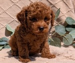 Small Photo #49 Cockapoo Puppy For Sale in GOSHEN, IN, USA