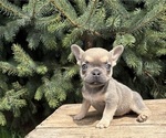 Small #1 French Bulldog