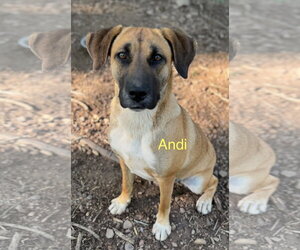 Black Mouth Cur-German Shepherd Dog Mix Dogs for adoption in Wakefield, RI, USA
