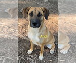 Small Black Mouth Cur-German Shepherd Dog Mix