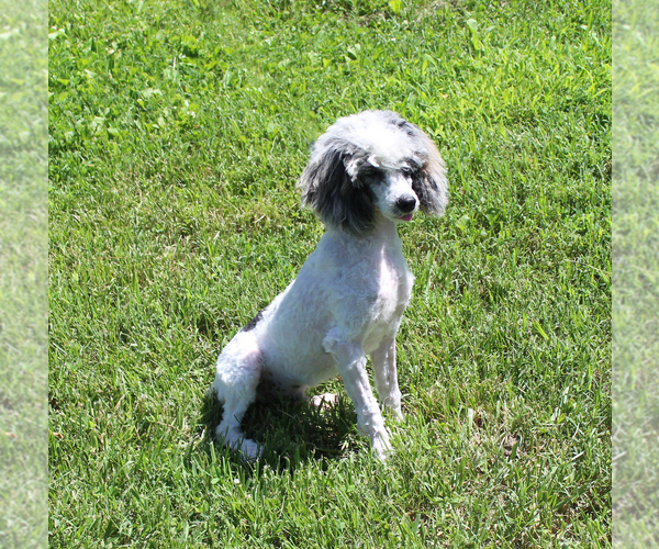 Medium Photo #21 Poodle (Toy) Puppy For Sale in CHANUTE, KS, USA