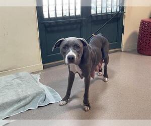 Medium American Pit Bull Terrier