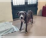 Small American Pit Bull Terrier