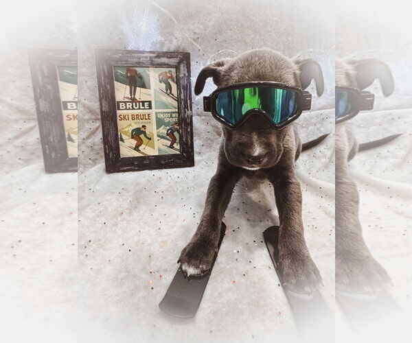 Medium Photo #4 Mutt Puppy For Sale in New London, WI, USA