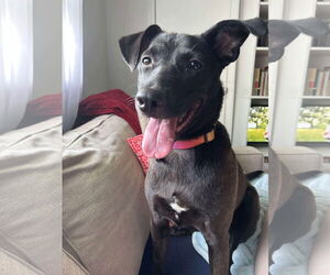 Medium Labrador Retriever