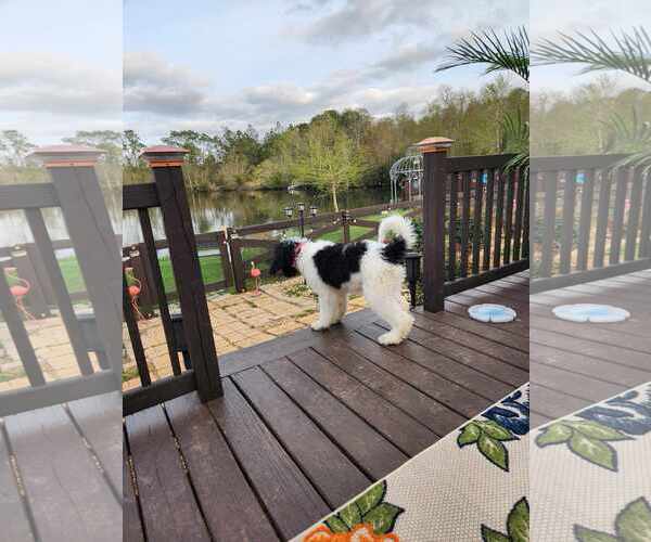 Medium Photo #4 Poodle (Standard) Puppy For Sale in Scottsboro, AL, USA