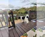 Small #3 Poodle (Standard)