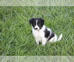 Small Photo #11 Border Collie Puppy For Sale in BLOOMINGTON, WI, USA