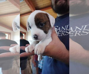 American Pit Bull Terrier-American Staffordshire Terrier Mix Dogs for adoption in Chester, VA, USA