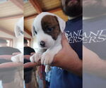 Small American Pit Bull Terrier-American Staffordshire Terrier Mix