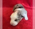 Small Photo #7 Miniature Australian Shepherd Puppy For Sale in FORT MORGAN, CO, USA