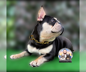 Mother of the French Bulldog puppies born on 04/12/2026
