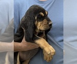Black and Tan M - Male Bloodhound Puppy for Sale - Photo #5
