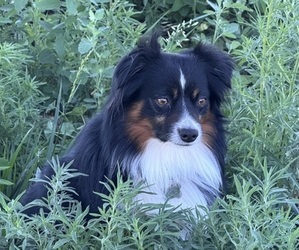 Father of the Australian Shepherd puppies born on 06/04/2026