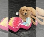 Small Photo #6 Golden Retriever Puppy For Sale in IRWIN, PA, USA