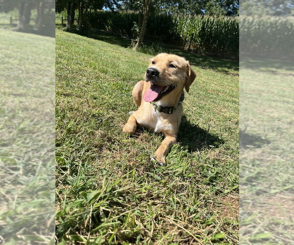 Medium Photo #8 Chihuahua-Unknown Mix Puppy For Sale in Osgood, IN, USA