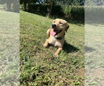 Small #7 Chihuahua Mix