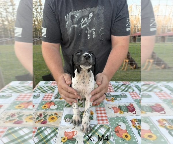 Medium Photo #5 German Shorthaired Pointer Puppy For Sale in ARGONNE, WI, USA