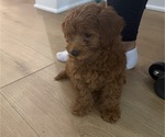 Small #6 Maltipoo