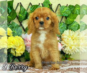 Cavalier King Charles Spaniel Puppy for sale in MIAMI, FL, USA