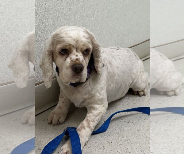 Medium Photo #1 Cocker Spaniel Puppy For Sale in Sioux Falls, SD, USA