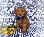 Small Photo #1 Goldendoodle (Miniature) Puppy For Sale in LINCOLN UNIV, PA, USA