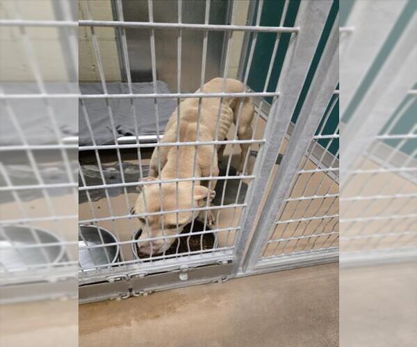 Medium Photo #1 Mutt Puppy For Sale in Texas City, TX, USA