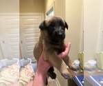 Small #11 Belgian Malinois