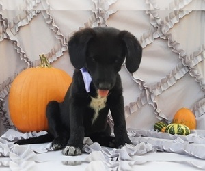 Border Collie-Labradoodle Mix Puppy for sale in LANCASTER, PA, USA