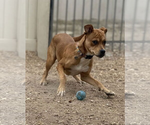 Medium Photo #7 Brug Puppy For Sale in Corning, AR, USA