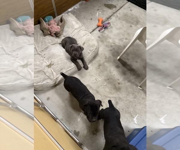 Medium Photo #1 Cane Corso Puppy For Sale in CORONA, CA, USA