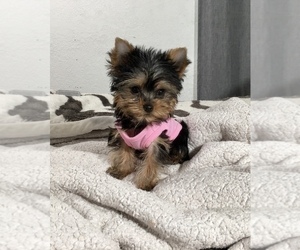 Yorkshire Terrier Puppy for sale in HAYWARD, CA, USA