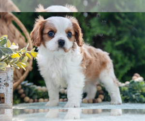Medium Cavalier King Charles Spaniel