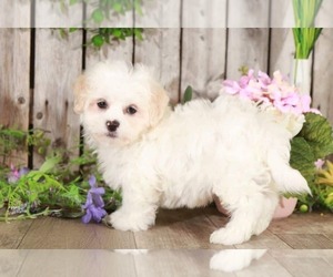 Zuchon Puppy for sale in MOUNT VERNON, OH, USA