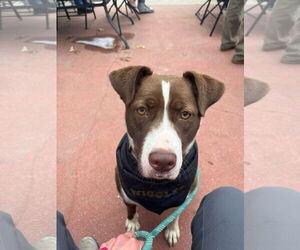 Mutt Dogs for adoption in NEWPORT NH, NH, USA