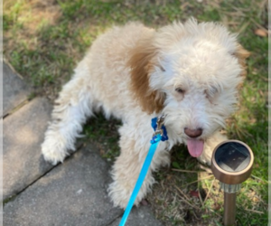 Goldendoodle Puppy for sale in NESCONSET, NY, USA