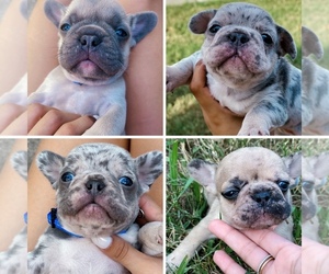 French Bulldog Puppy for sale in TAMPA, FL, USA