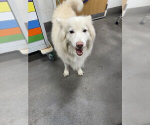 Alaskan Malamute Dogs for adoption in Forestville, MD, USA