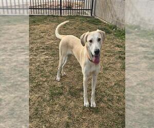 Akbash-Labrador Retriever Mix Dog for Adoption in Ogden, Utah USA