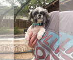 Small Shih Tzu Mix