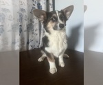 Small #41 Aussie-Corgi