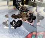 Image preview for Ad Listing. Nickname: Litter of 5