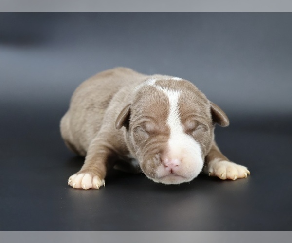 Medium Photo #1 American Bully Puppy For Sale in CHAMPAIGN, IL, USA