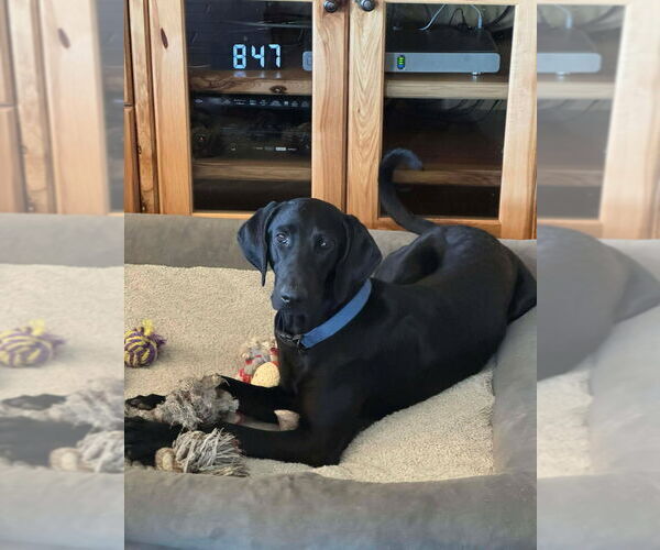 Medium Photo #8 Great Dane-Labrador Retriever Mix Puppy For Sale in Bullard, TX, USA