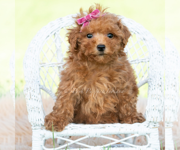 Medium Photo #73 Maltipoo (Miniature) Puppy For Sale in WARSAW, IN, USA