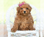 Puppy Summer F1B Maltipoo (Miniature)
