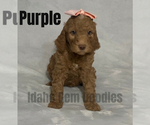 Small Photo #4 Goldendoodle Puppy For Sale in HOMEDALE, ID, USA