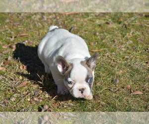 French Bulldog Puppy for sale in MARIONVILLE, MO, USA