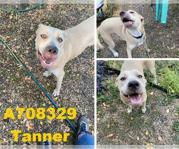 Medium Photo #1 Labrador Retriever Puppy For Sale in San Antonio, TX, USA